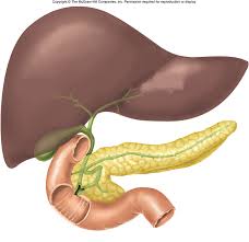 Liver, Pancreas and Gallbladder